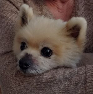 Meet your Posher, Beverly